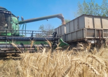 Аграрії Донеччини зібрали 60% ранніх зернових