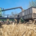 Аграрії Донеччини зібрали 60% ранніх зернових