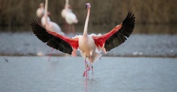 Чому фламінго стоять на одній нозі: розгадка вчених