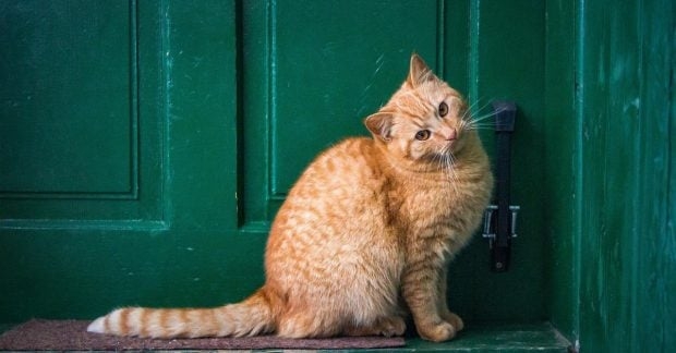 Чому коти сидять біля дверей: 5 причин дивної поведінки