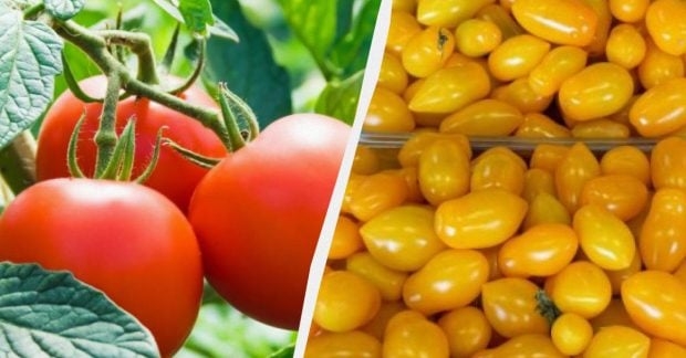 Червоні чи жовті помідори: що корисніше для здоров'я