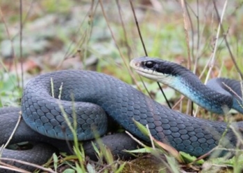 Синя смугаста змія: загадкова рептилія з унікальним хистом
