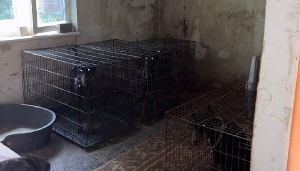 У Києві розслідують жорстоке поводження з доберманами