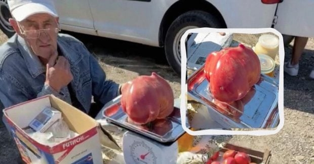Українець виростив помідор-велетень за копійки