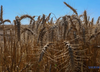 Виробництво агропродукції в Україні зросло на 17,2%