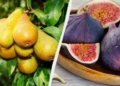 5 фруктових дерев, які легше вирощувати, ніж персики