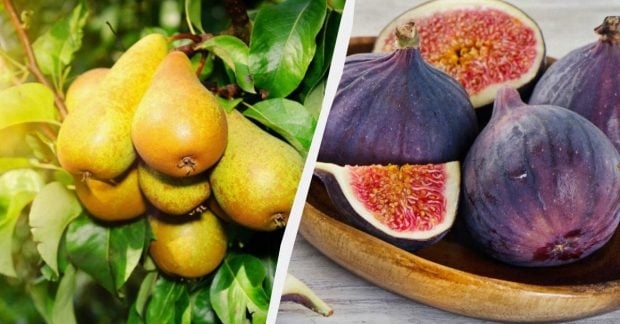5 фруктових дерев, які легше вирощувати, ніж персики