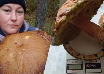 На Волині грибниця знайшла гігантські гриби