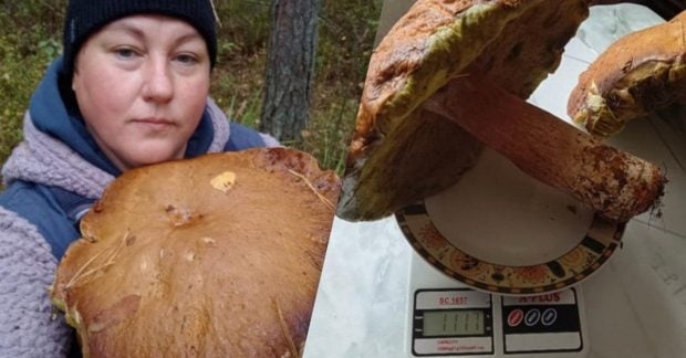 На Волині грибниця знайшла гігантські гриби