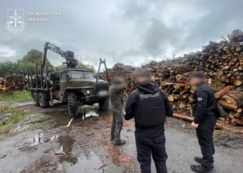 На Житомирщині викрили масштабну вирубку лісу на 33 млн грн