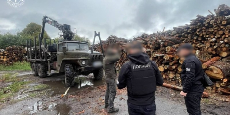 На Житомирщині викрили масштабну вирубку лісу на 33 млн грн