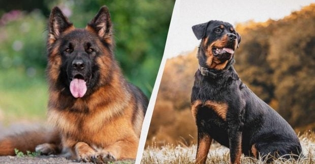 6 найвідданіших порід собак, які стануть вашими захисниками