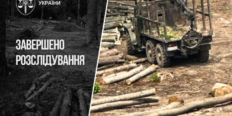 Масштабні махінації з продажем деревини в Україні