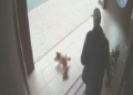 На Оболоні чоловік жорстоко знущався з цуценяти