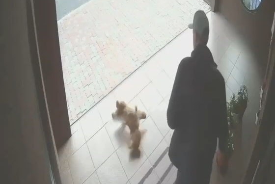 На Оболоні чоловік жорстоко знущався з цуценяти