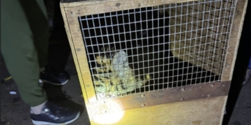 У Миколаєві знайшли тигреня, що втекло із зоопарку