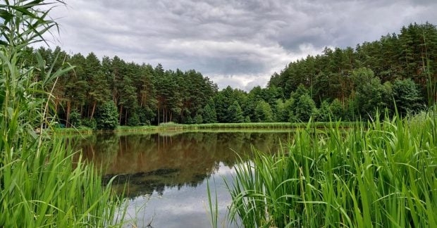 Затоплені дерева в озері: як вони рятують екосистему